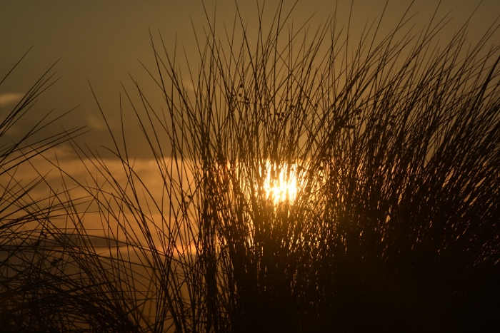 sun setting through dunes grass